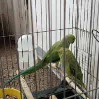 یک جفت طوطی ملنگو نروماده|پرنده|مهران (ایلام), |دیوار