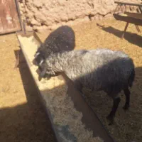 فروش دوعدد بره رومانف اصل|حیوانات مزرعه|تربتحیدریه, ۴۵ متری|دیوار