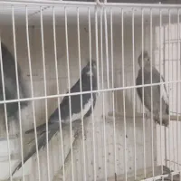 عروس هلندی رامشیر|پرنده|رامشیر, |دیوار