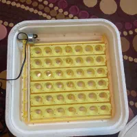 دستگاه جوجه کشی ۴۲|لوازم جانبی حیوانات|تهران, قصر فیروزه ۱|دیوار