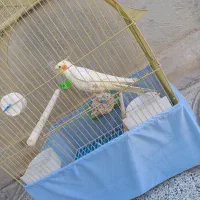 عروس هلندی|پرنده|سرپل ذهاب, |دیوار