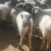 ۲ عدد بره کشتاری قابل قصابی