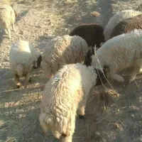 حیوانات مزرعه
