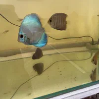 ماهی|ماهی|سیرجان, |دیوار