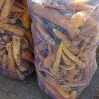 زردک دامغان