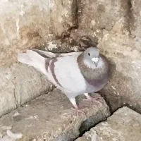 کبوتر پوسپیازی