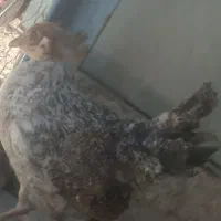 جوجه ۳ماهه