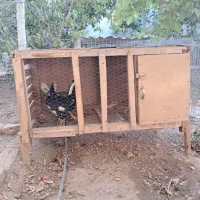 2 تا قفس چوبی