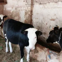 فروش گاو و گوساله