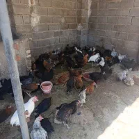 مرغ و خروس محلی جوان