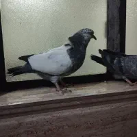 کفتر|پرنده|رباط‌کریم, الارد|دیوار