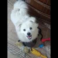 بدلیل نداشتن جا و مکان به فروش میرسد