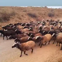 دامــپــروران ژـن گوسفند sreior