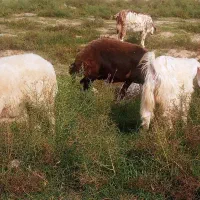 گوسفند آبس و بره بزغاله داشتی و کشتاری در قره تپه|حیوانات مزرعه|گرگان, |دیوار