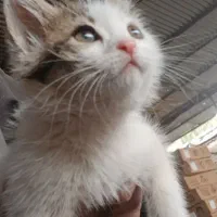 واگذاری بچه گربه