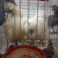 خروس ابریشمی مولد