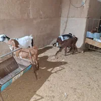 بزوکره|حیوانات مزرعه|یزد, |دیوار