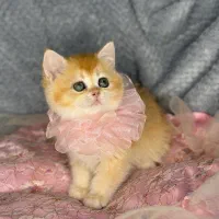 بچه‌گربه اسکاتیش وارداتی با اصالت و سلامت