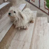 واگذاری سگ شیتزو تریر ماده بسیار ارام