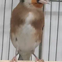 سهره|پرنده|تهران, شهید رجایی|دیوار