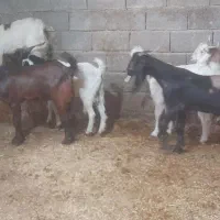 بز ۷ عدد نر بزورگ  جنس خوب|حیوانات مزرعه|شادگان, |دیوار