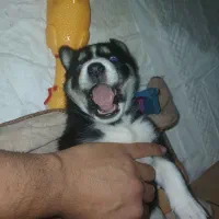 توله هاسکی اصل