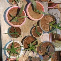 گل های آپارتمانی همه اش با هم ۴۰۰تومن