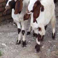 گوسفند بره دار وبزو بزغاله|حیوانات مزرعه|گرگان, |دیوار