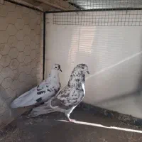 کبوتر سو.قدیم.پرشی