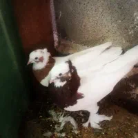 چهار جفت توقی ی جفت کله سیاه پاک کوار|پرنده|طسوج, |دیوار