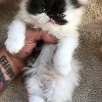 بریتیش بلوگلدلانگ|گربه|تهران, هلال احمر|دیوار