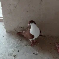 کبوتر جوون رنگه سرخ نر