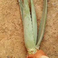 آلوورا خوراکی وآرایشی|گل و گیاه طبیعی|مشهد, شهید شهریاری|دیوار