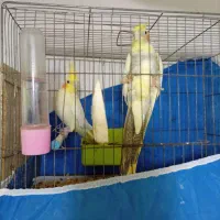 پرنده بسیار سالم