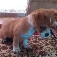 سگ شیواوا ۲ ماهه