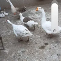 حیوانات مزرعه