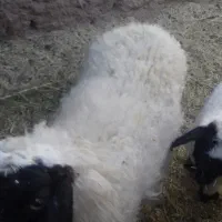 میش چهارزه فروشی دوقلوزا|حیوانات مزرعه|مود, |دیوار