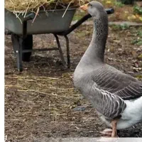 غاز