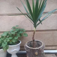 دوعدد گل یوگا|گل و گیاه طبیعی|تالش, هشتپر|دیوار