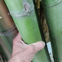 بامبو و عصا لوله‌‌. سند پلاست شده معمولی|صنایع دستی و سایر لوازم تزئینی|شلمان, |دیوار