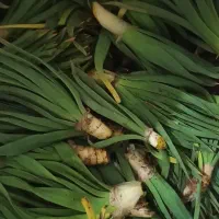 تره کوهی (سرشک)