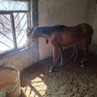 کره اسب مادیان