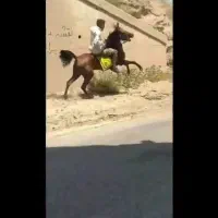 اسب کرد مادیان آبستان