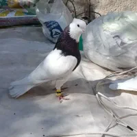 کبوتر طوقی نر ماده عطیقه