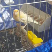 قناری ماده طلایی