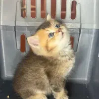 بچه گربه اسکاتیش