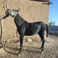 اسب مادیان کرد.