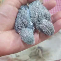 طوطی کوتوله مرغ عشق|پرنده|مشهد, بهمن|دیوار