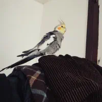 عروس هلندی رام و آواز خوان