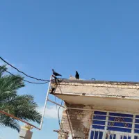 سوسنگرد